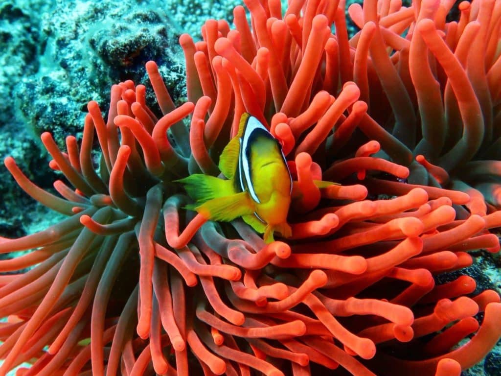 Photo sous-marine d'un poisson clown dans son anémone rouge. Il peut être protéger par des crèmes solaires respectueuses des océans.