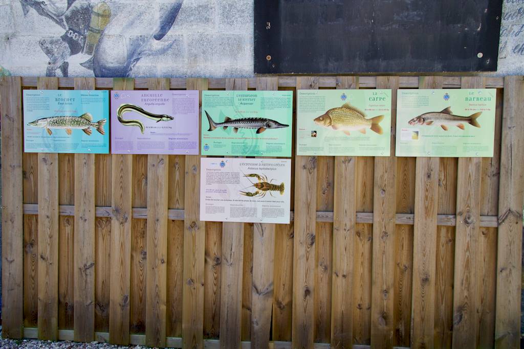 6 panneaux indicants les poissons que l'on peut voir dans la carrière
