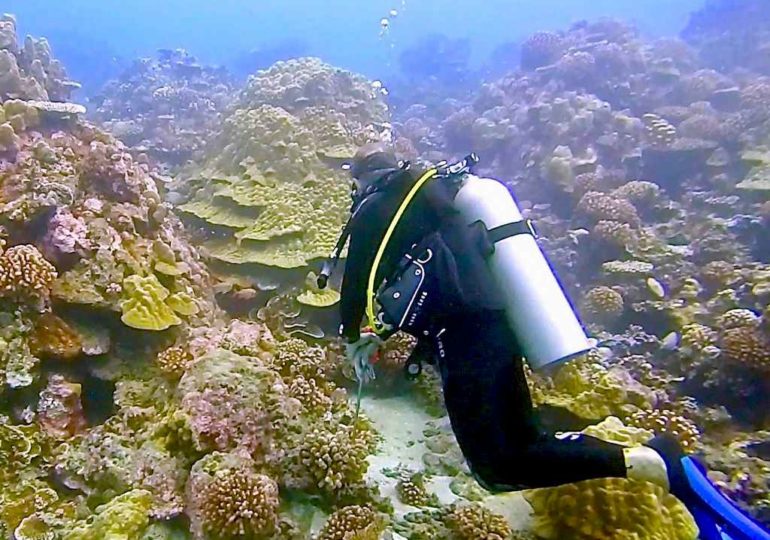 Un plongeur en formation de biomimétisme devant des coraux