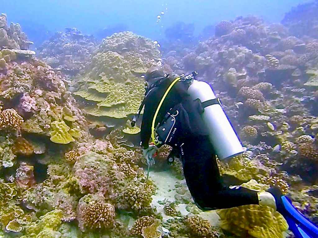 Un plongeur en formation de biomimétisme devant des coraux
