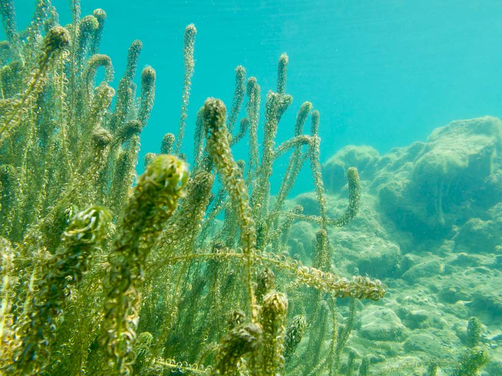 Des plantes aquatiques photographiées sous l'eau dans la carrière de Floreffe