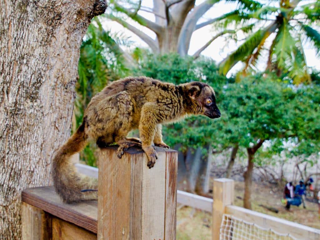 Un lémuriens à l'hotel O'lolo à Mayotte