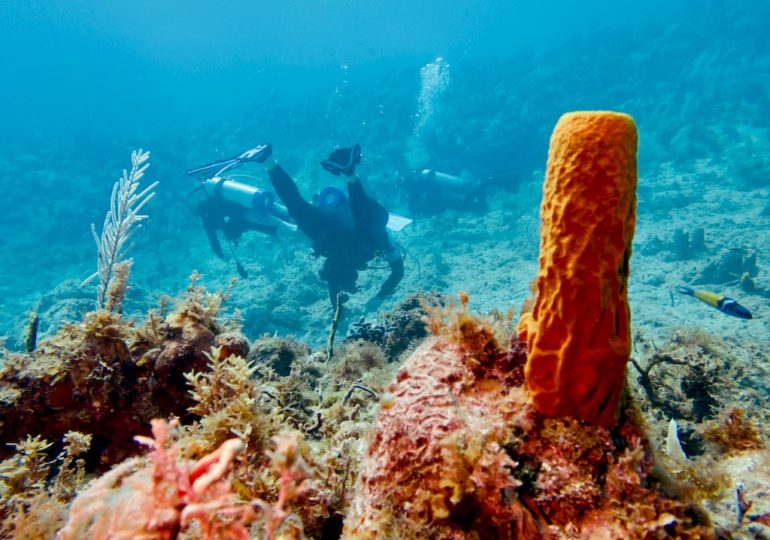 Plonger en Jamaïque : des plongeurs sont dans les fonds marins