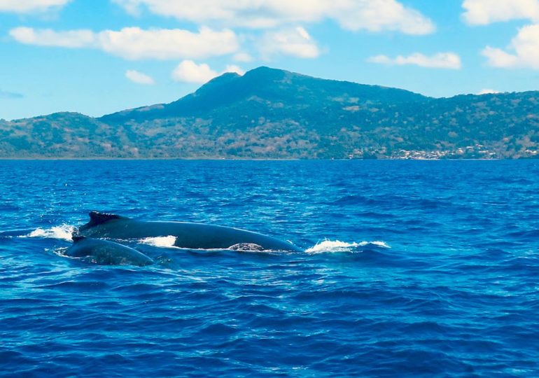 Une baleine et son baleineau viennent nous saluer lorsque nous partons plonger à Mayotte