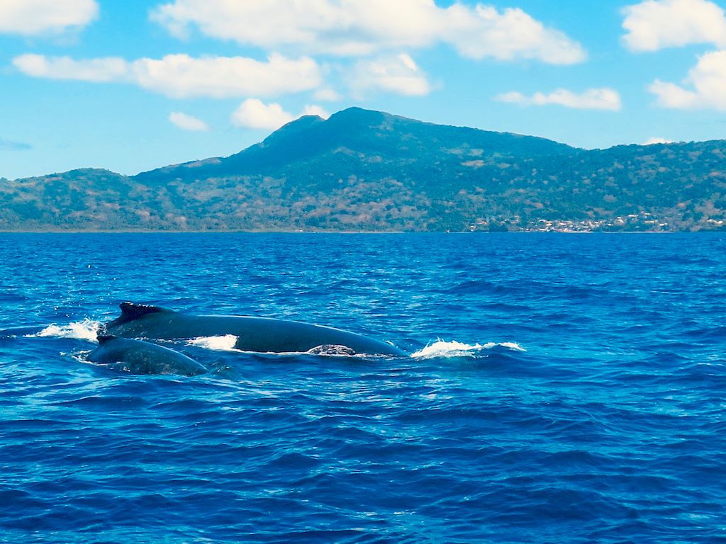 Une baleine et son baleineau viennent nous saluer lorsque nous partons plonger à Mayotte