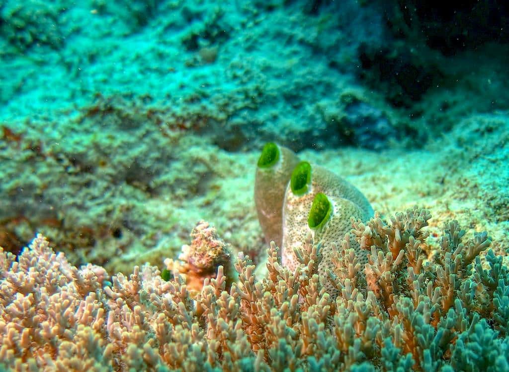 DEs coraux de formes tubulaires