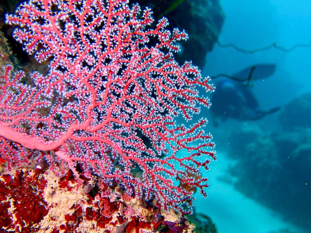 De la faune et flore colorées dans les fonds marins à Mayotte