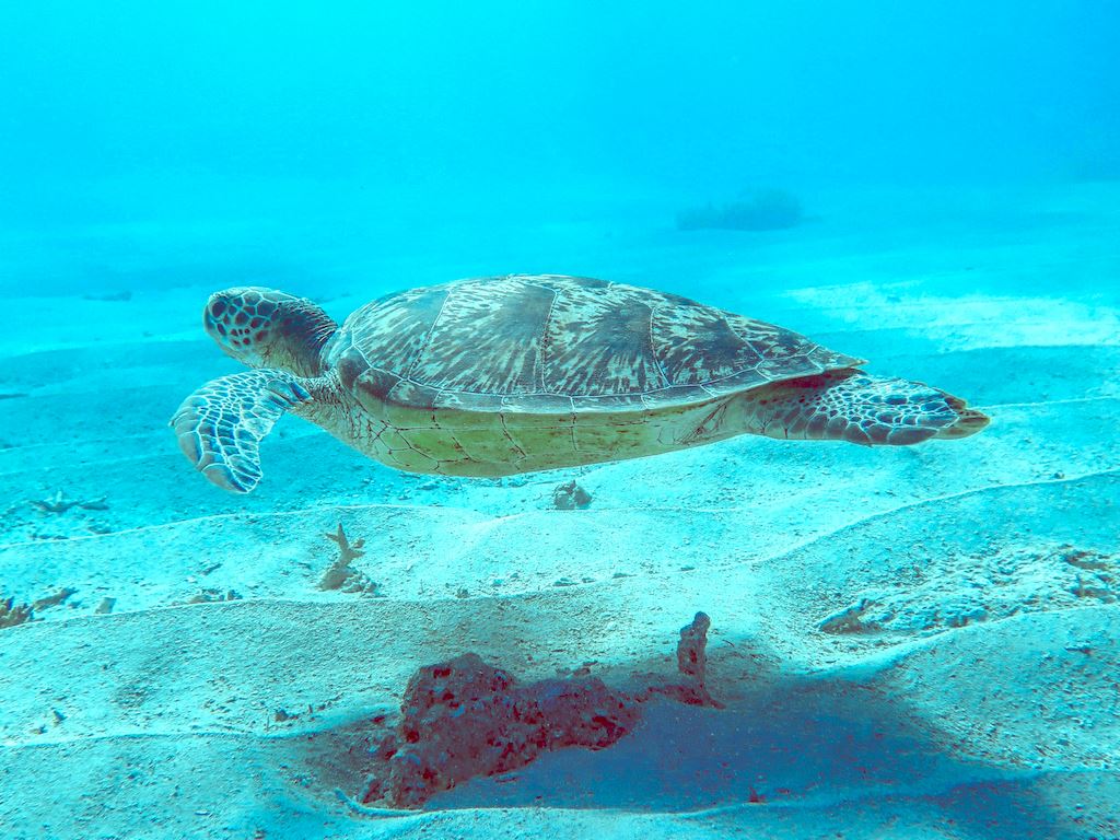 Une tortue se laisse aller paisible dans le courant de la passe en S de Mayotte