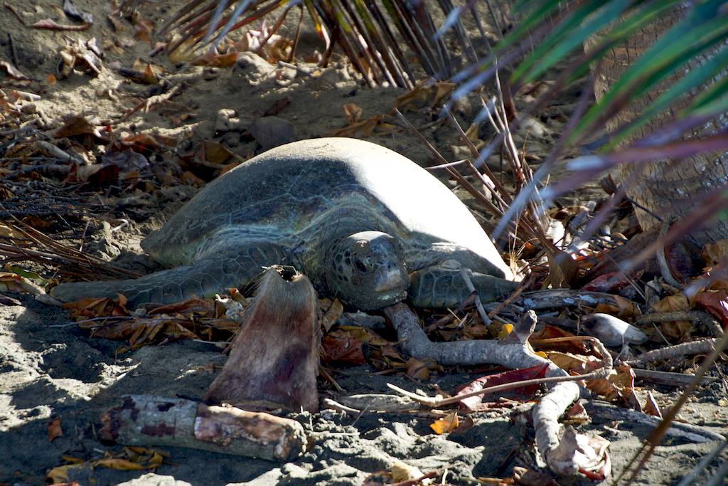 Une tortue marine dans son lieu de ponte au sud de Mayotte