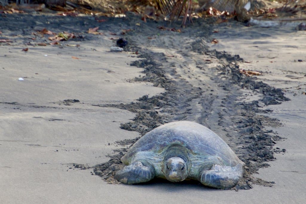 Une tortue marine arrive au milieu de la plage