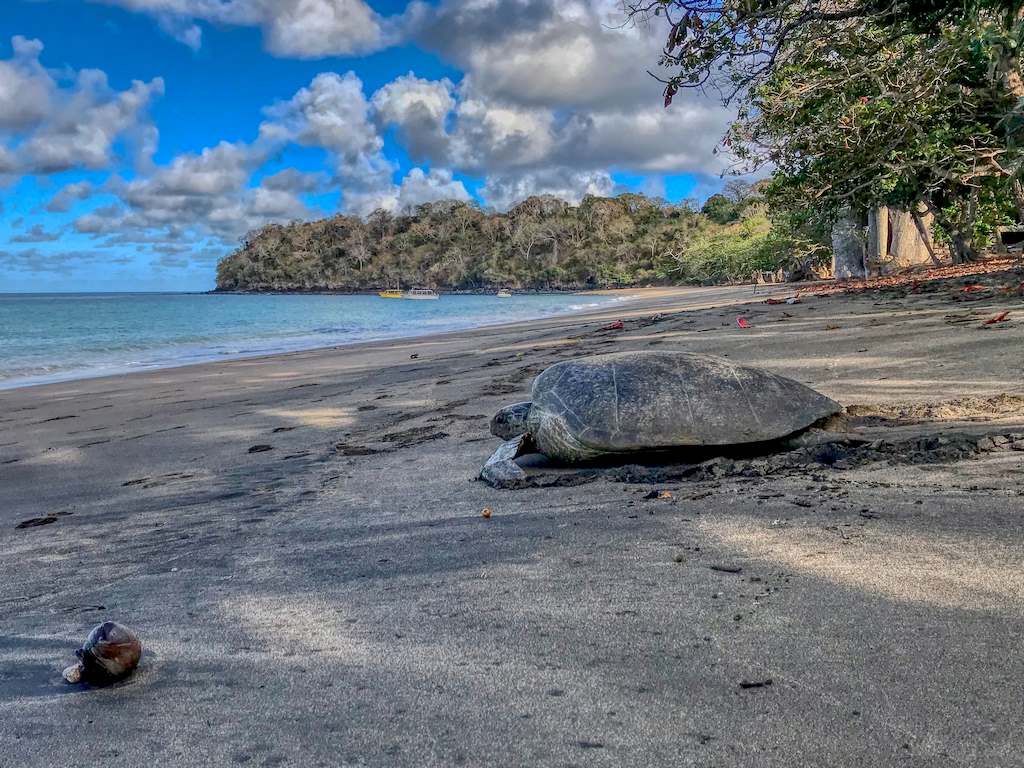 Une tortue tente de regagner la mer sur la plage de N'Gouja