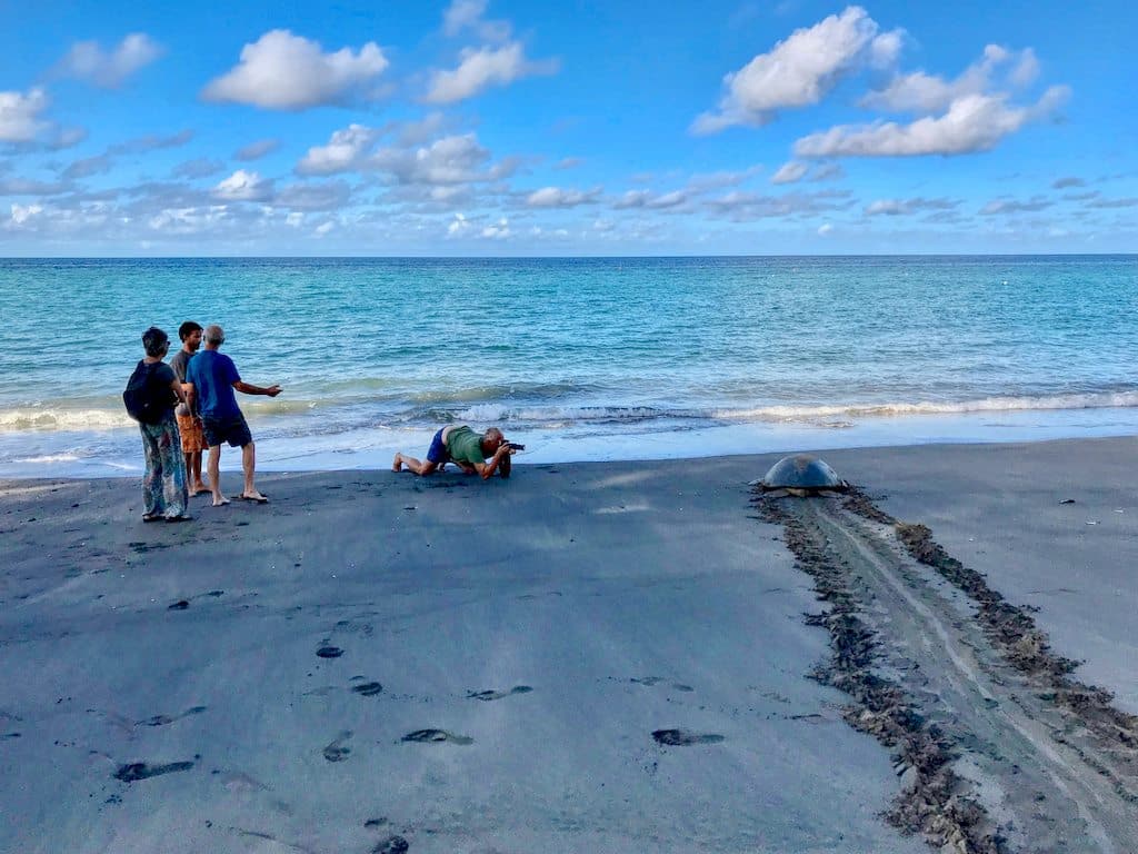 Des personnes observent une tortue qui rejoint la mer sur la plage de N'Gouja avant d'aller plonger avec les tortues à Mayotte