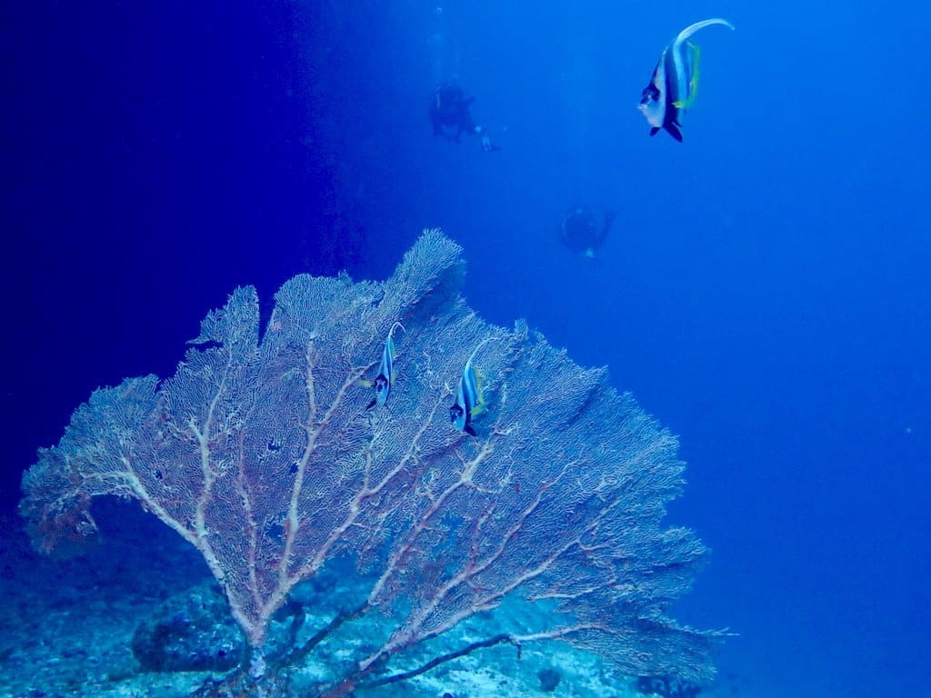 Les fonds marins vu en plongée au sud de Mayotte