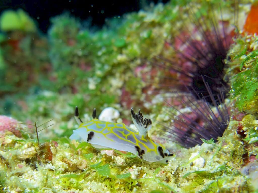 Un nudibranche dans les eaux chaudes de Mayotte