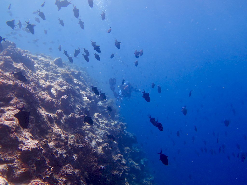 Plonger au sud de Mayotte le long de tombants extraordinaires
