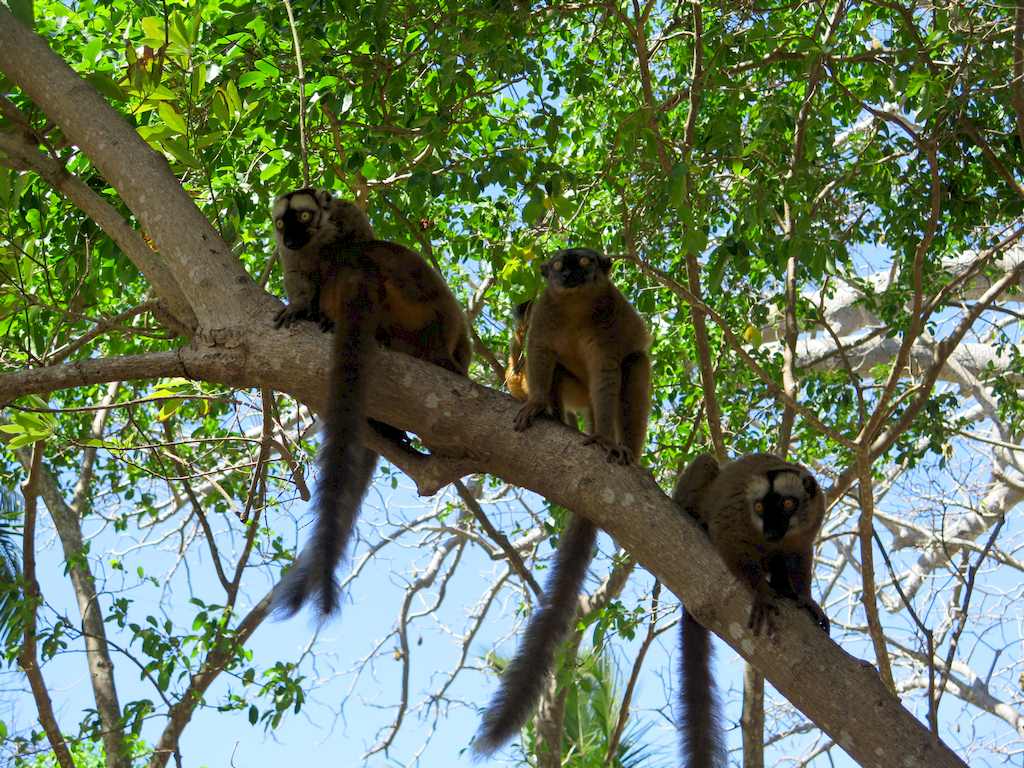 Plonger à Mayotte et en profiter pour regarder les lémuriens sur les branches des arbres.