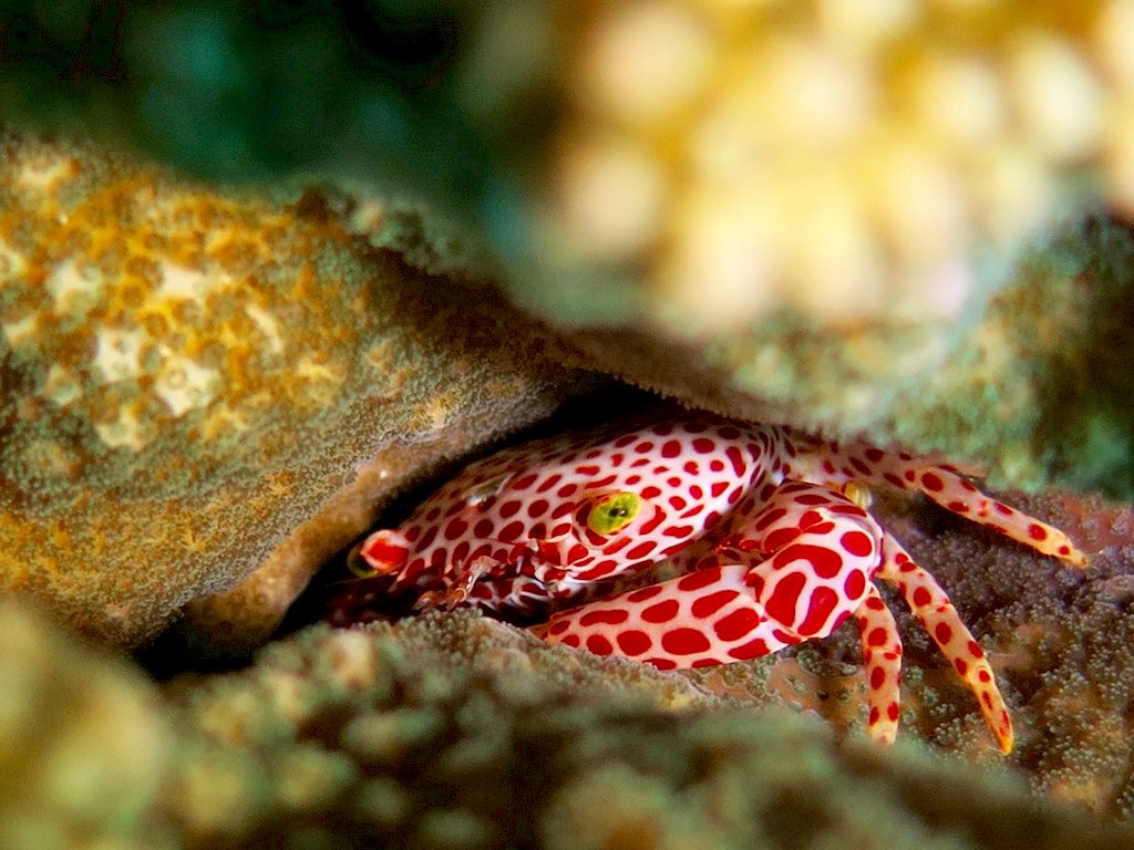 Un crabe porcelaine peut être aperçu si vous allez plonger au Sud de Mayotte
