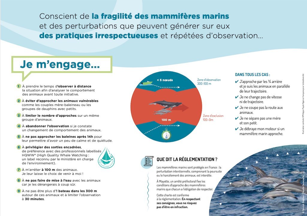 Règles d'approches pour plonger avec les baleines à Mayotte