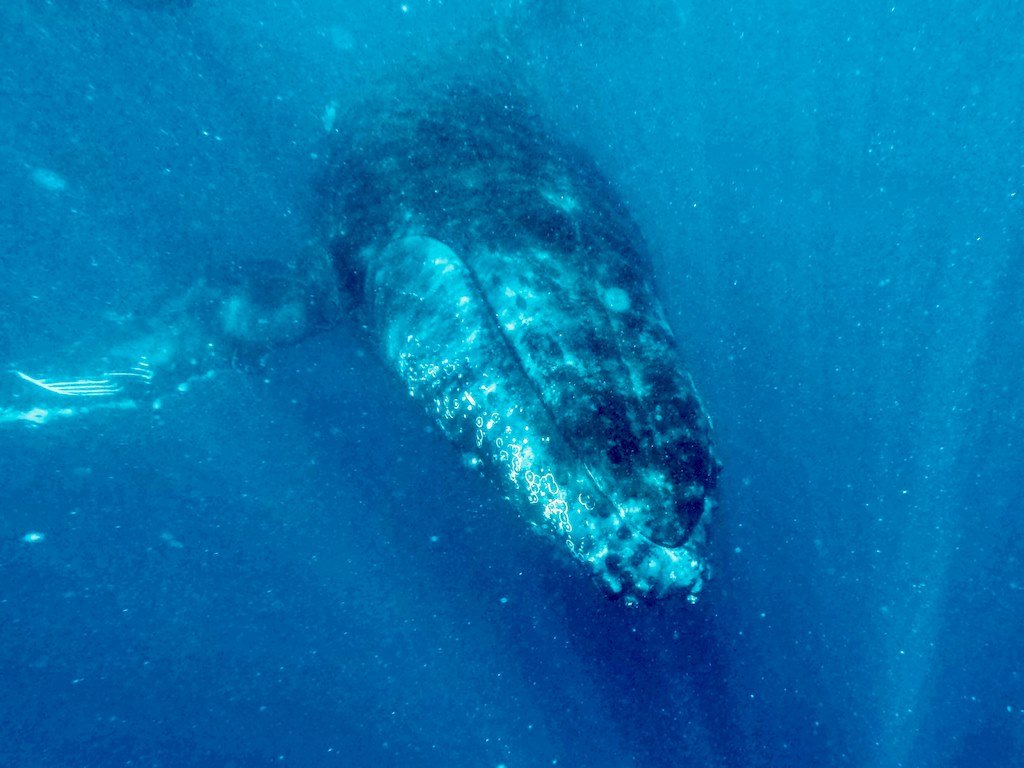 Une baleine aperçue lors d'une plonger avec les baleines à Mayotte