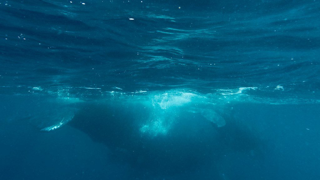 Plonger avec les baleines à Mayotte et observer une femelle avec son baleineau qui s'éloignent