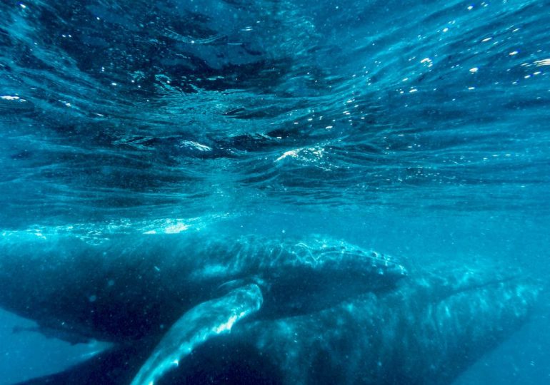 Plonger avec les baleines à Mayotte et observer une femelle avec son baleineau