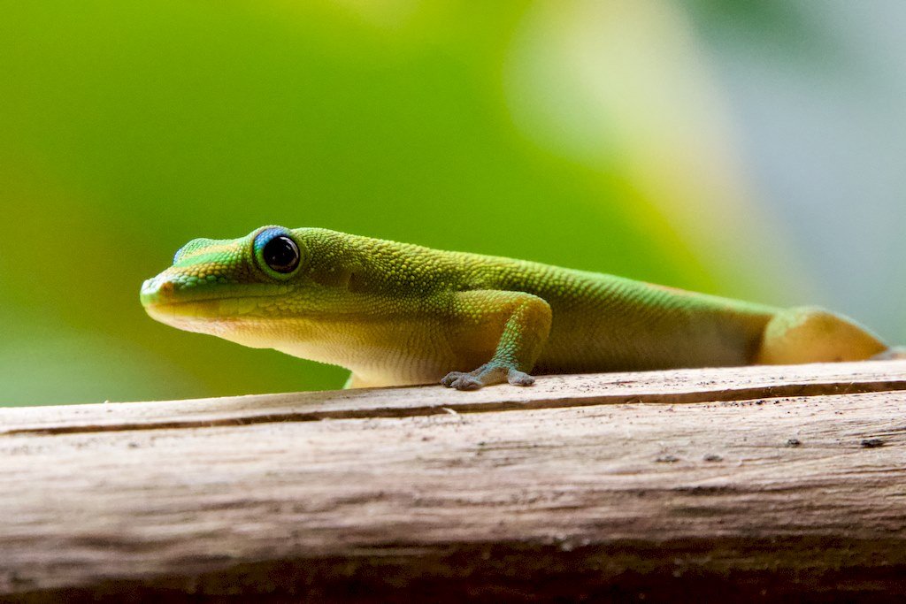 A Mayotte, des petits lézards verts curieux s'approchent.