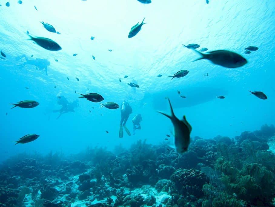 Les sons des océans peuvent avoir de multiples origines comme les bateaux, les animaux marins ou encore les plongeurs.