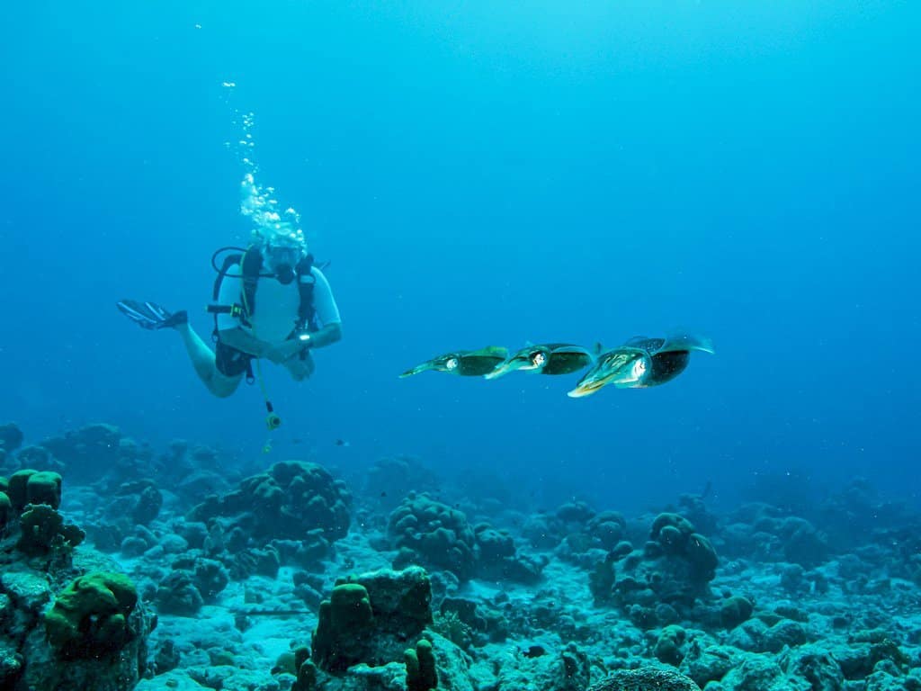Trois seiches passent devant un plongeur à Bonaire.
