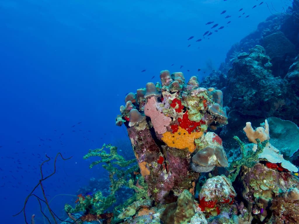 Un fond sous-marin coloré à Bonaire.