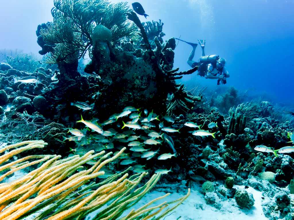 Un fond sous-marin observable en allant plonger à Bonaire