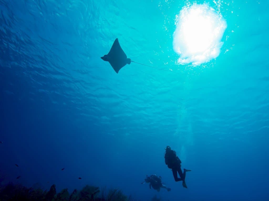 Plonger à Bonaire c'est découvrir une eau limpide et cristalline.