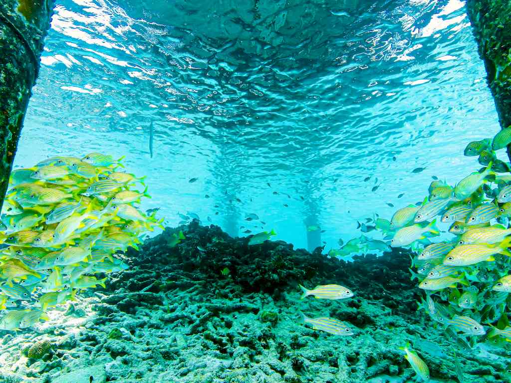 Des poissons se massent sous un ponton dans l'océan de Bonaire.