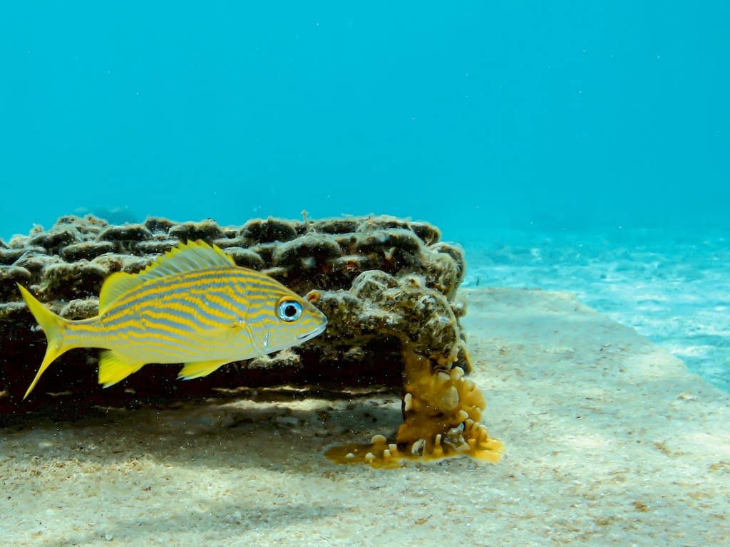 Un poisson tranquille dans les eaux claires de Bonaire.