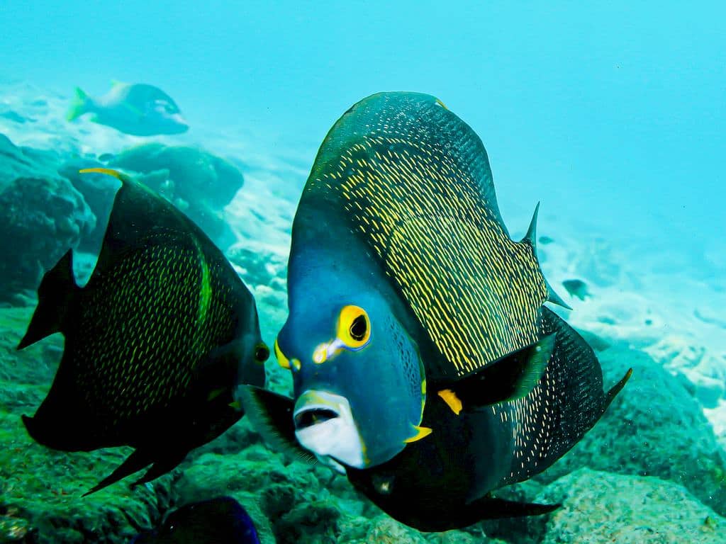 En allant plonger à Bonaire on peut admirer de nombreux poissons comme ce poisson ange