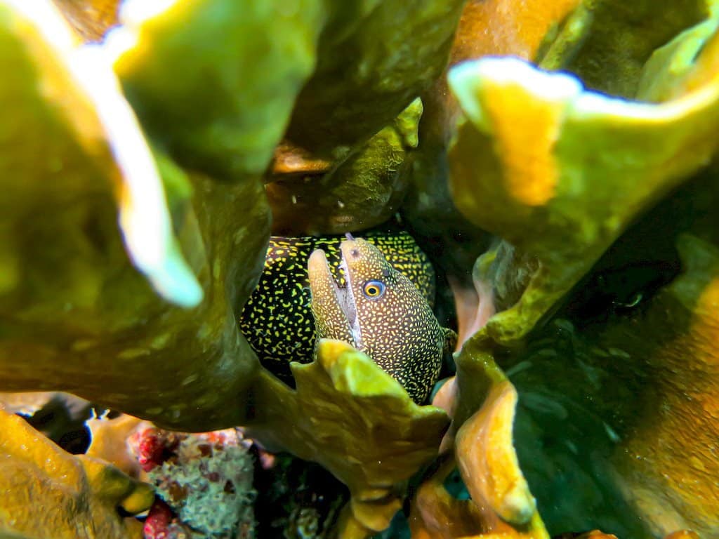 Une murène blottie dans un corail