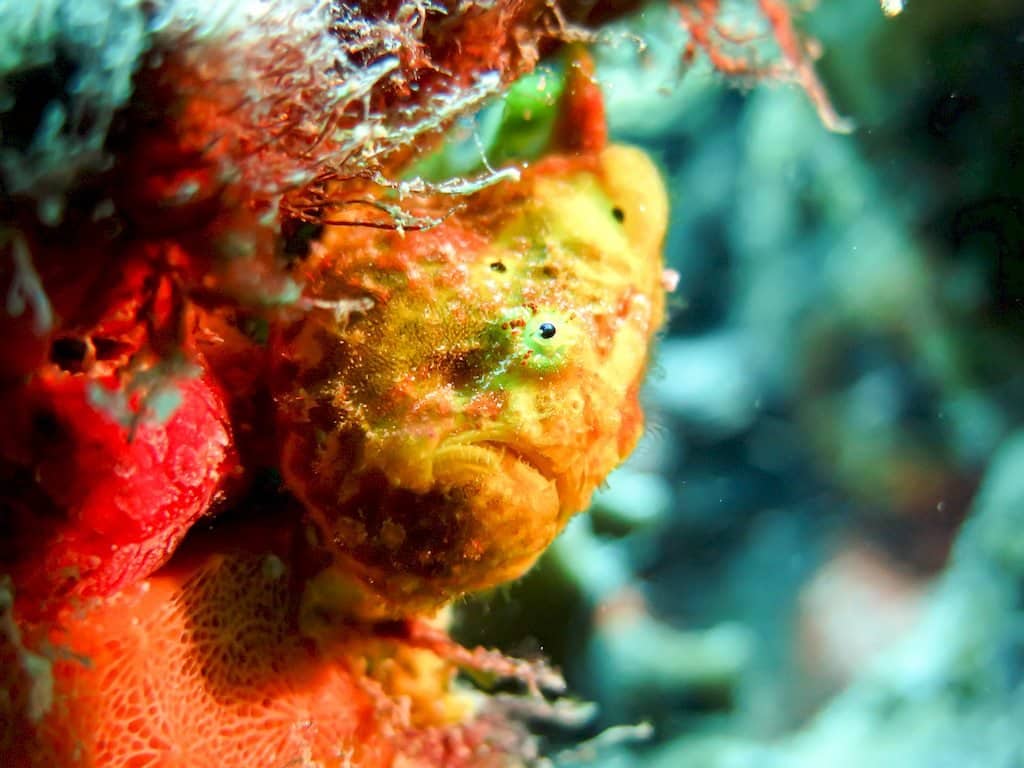 Un frog fish se prête au jeu pour faire des photos de Bonaire sous l'eau.