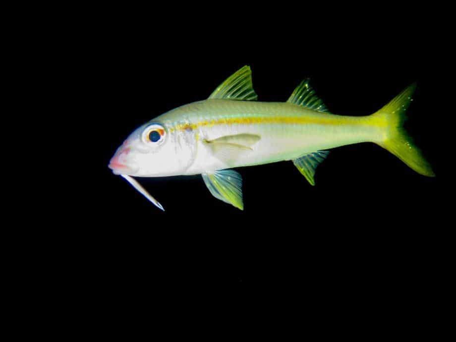 Un poisson photographié lors d'une plongée de nuit à Bonaire.