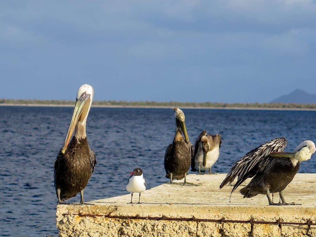Des pélicans se reposent sur un ponton en béton à Bonaire.