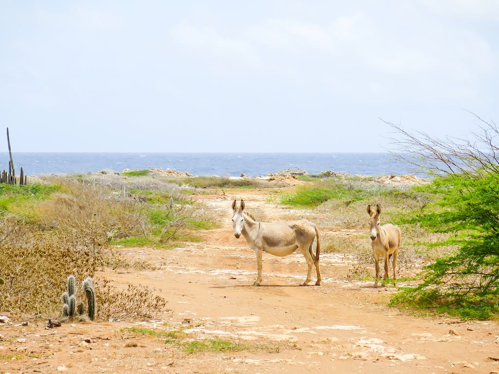 Les ânes se promènent en liberté à Bonaire.