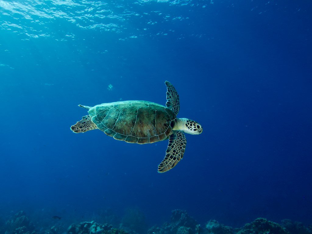 Une tortue dans les eaux claires de Bonaire