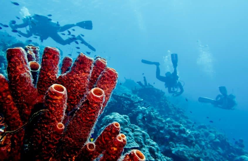 Les contradictions du monde de la plongée nous emmènes parfois vers de drôles de chemins comme pour ces plongeurs à Bonaire