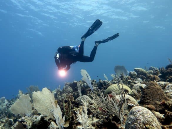 Covid-19 et plongée nécessiteront une reprise raisonnée avant de se retrouver dans l'eu comme ce plongeur en Jamaique