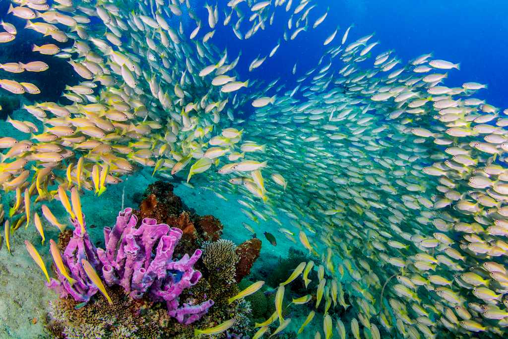 Un banc de poissons jaune et blanc dans les eaux indonésiennes.