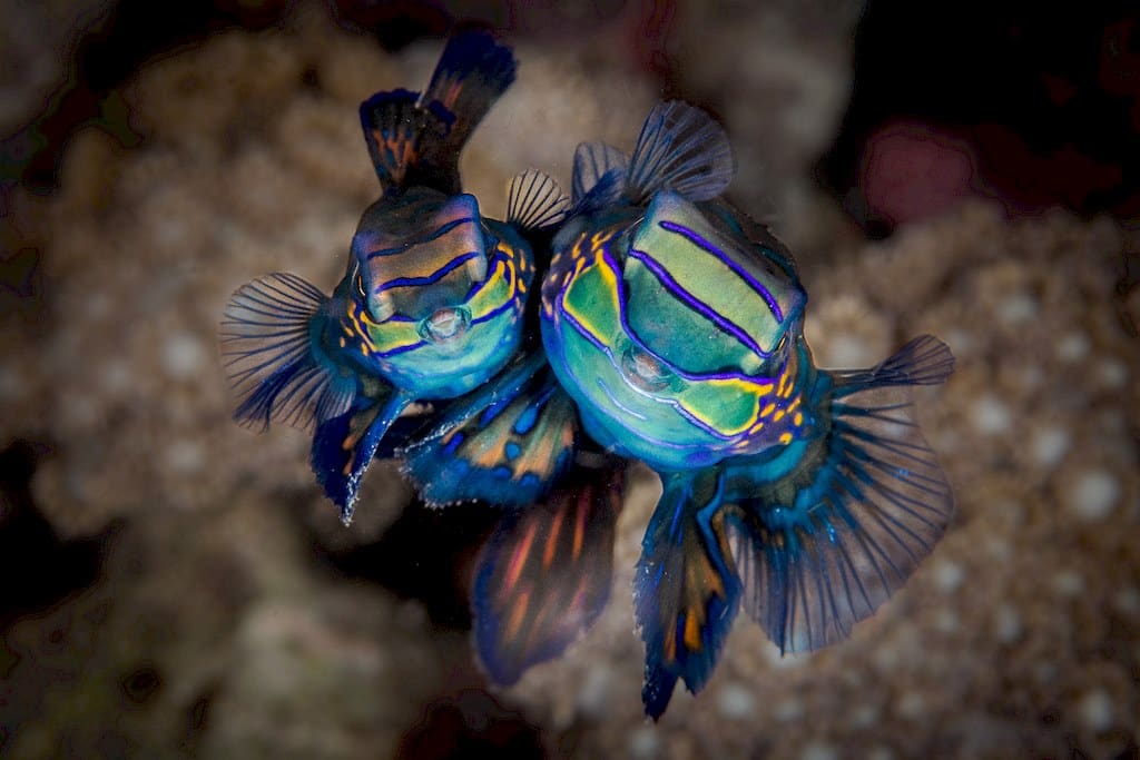 Deux poissons multicolore photographiés par Stéphanie Floirat.