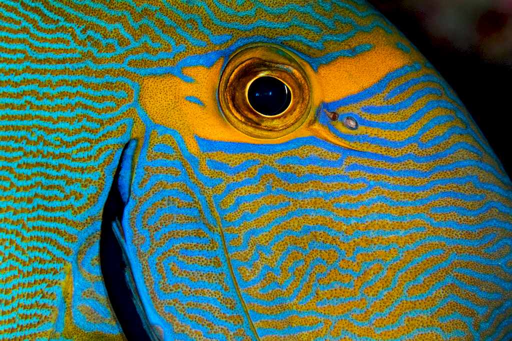 L'oeil d'un poisson coloré pris en macro.