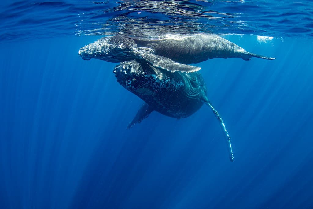Une baleine et son baleineau dans les eaux chaudes et claires.