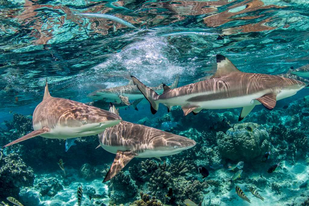 Des requins en eaux peu profonde évoluent dans un lagon.