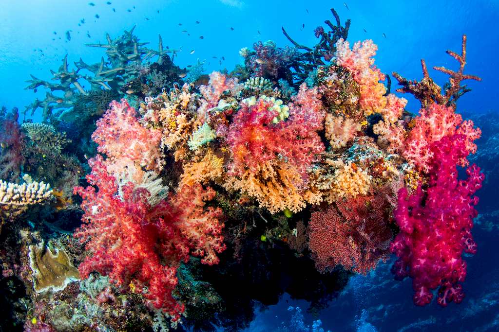 Des coraux colorés dans une eau claire.