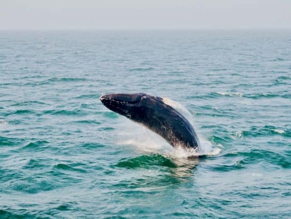 La préservation des aires marines est un défi important notamment pour les cétacés comme cette baleine dans les eaux du Maine.