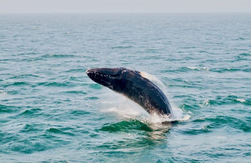 La préservation des aires marines est un défi important notamment pour les cétacés comme cette baleine dans les eaux du Maine.
